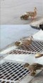 /album/funny-pictures/patos-jpg1/